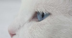 webagentur-mw - das bild zeigt einen weißen katzenkopf mit blauen augen von der seite